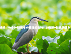 塘鲺：一个神秘而令人着迷的生物！(塘鲺和鲶鱼的区别)