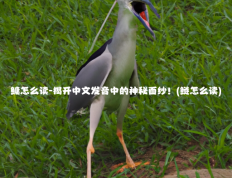 鳙怎么读-揭开中文发音中的神秘面纱！(鲢怎么读)