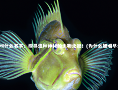 翘嘴鱼叫什么名字：探寻这种神秘的生物之谜！(为什么翘嘴尽量少吃)